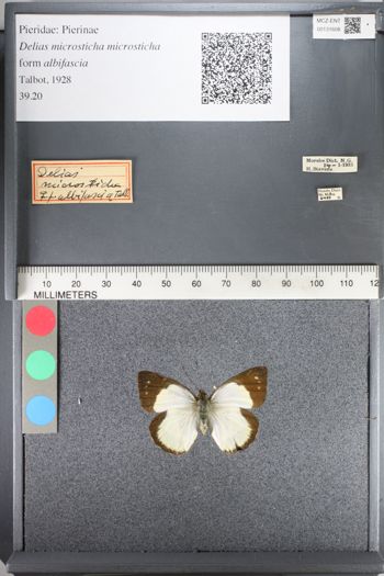 Media type: image;   Entomology 131608